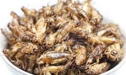 Facts About Crickets | TERRO® Learning Center