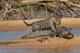 Jaguar hunted a crocodile, standing over its conquered prey