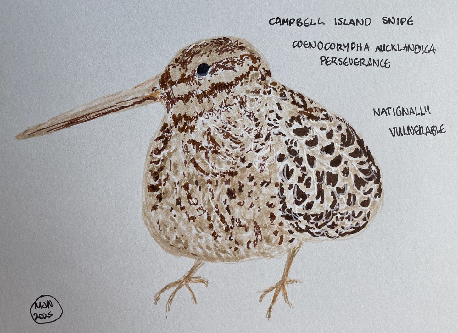 A felt pen drawing of a mottled light brown bird with a very long beak and its feathers puffed out, very round, Campbell Island snipe, Coenocorypha aucklandica perseverance (Nationally vulnerable)