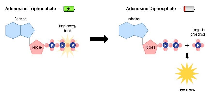 Energy Conversions | BioNinja