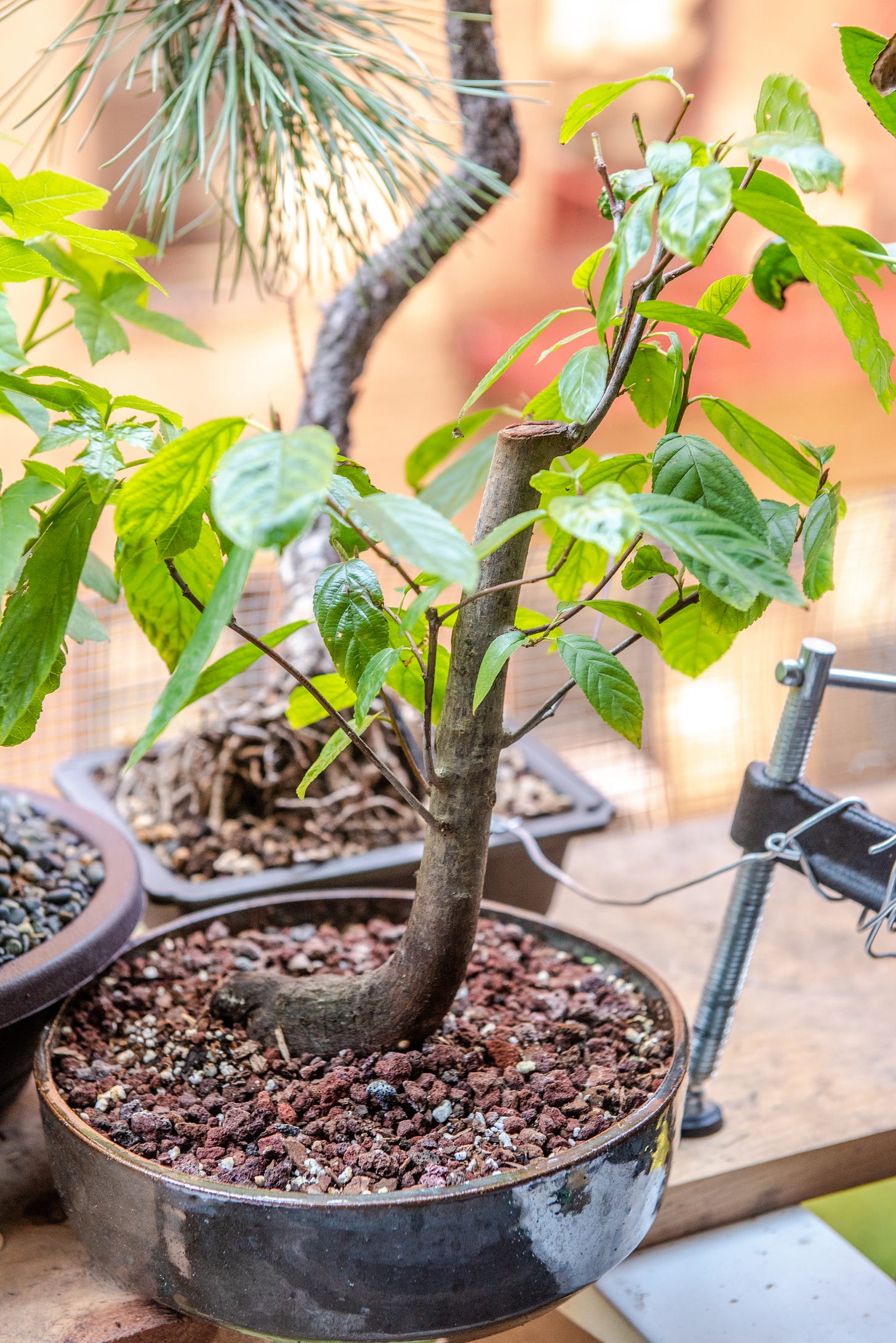 Image description: Photo of viburnum bonsai. End image description.