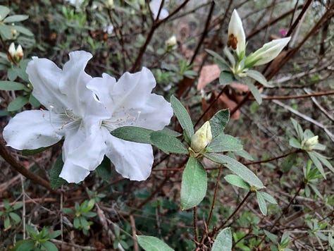 A white flower and two pink flowers in bloom at Hampton Plantation.