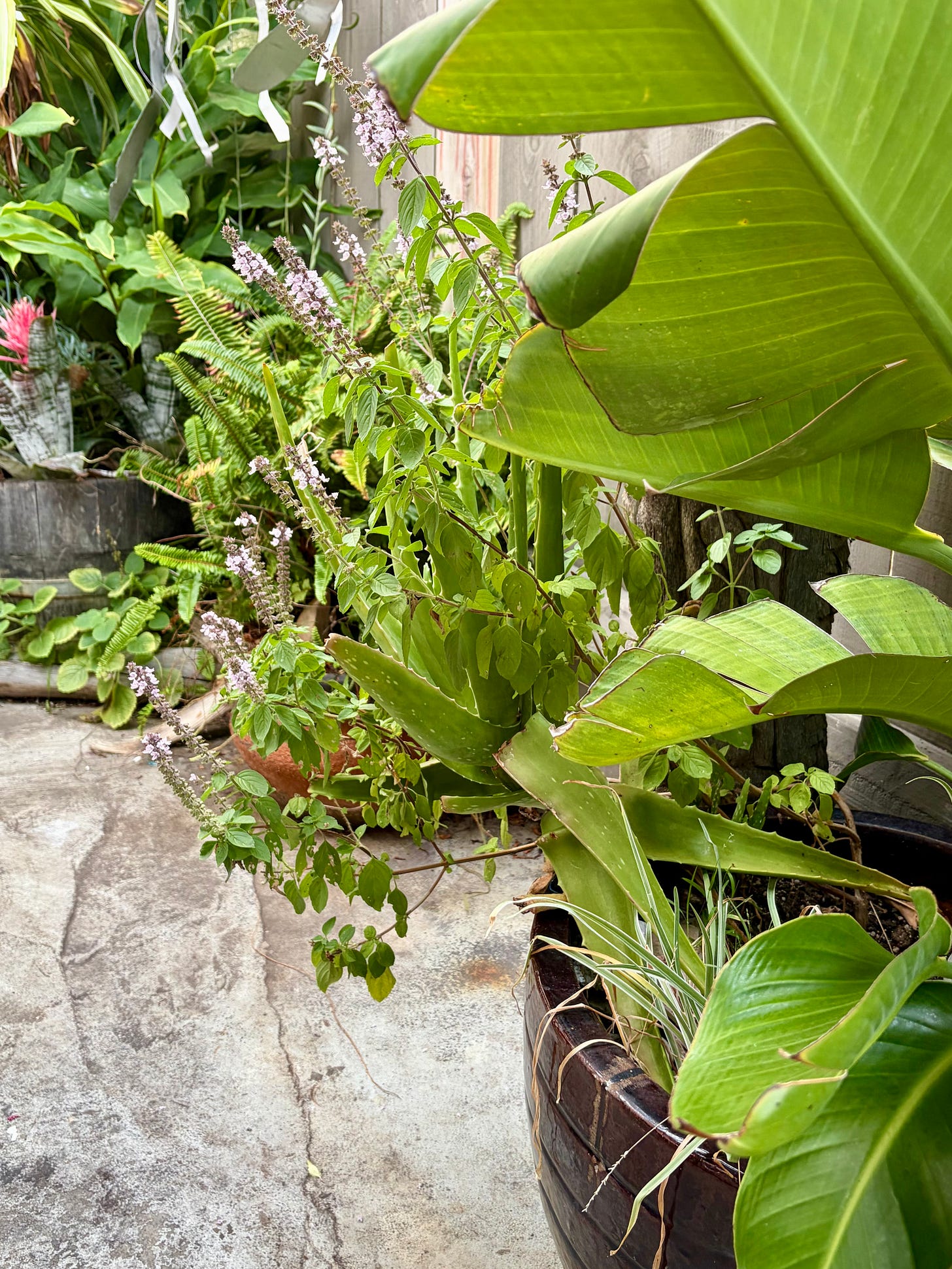 A close-up shot of a lush patio garden featuring flowering African blue basil with tall purple-and-pink flower spikes and green leaves. Large, broad green banana palm leaves drape over the right side of the frame, emerging from a dark barrel planter, while a concrete floor curves around the garden bed in the background.