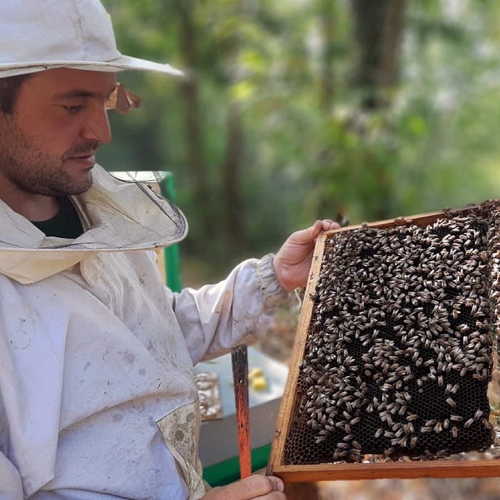 Bees making honey