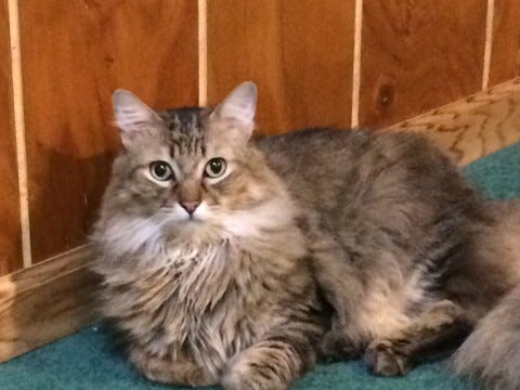 Chase Heartworm disease in Cats Chase Heartworm disease in Cats
