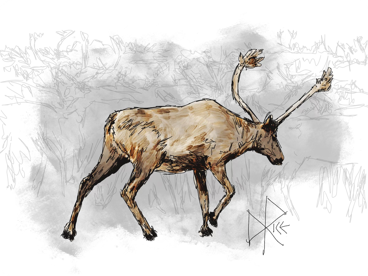 A barren-ground caribou saunters along on a migratory trek. Sketch art by Don Rice.