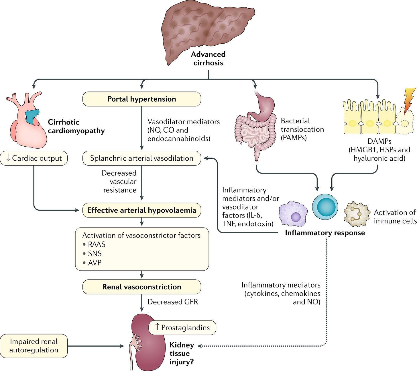 Pathophysiology of hepatorenal syndrome