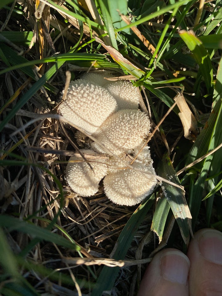 Left, 'shrooms in the pasture.  Right, rosehips in back, honeysuckle berries in front. 