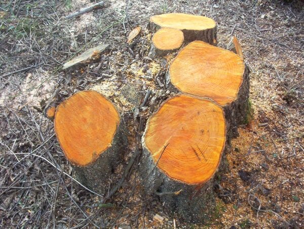 coppiced tree