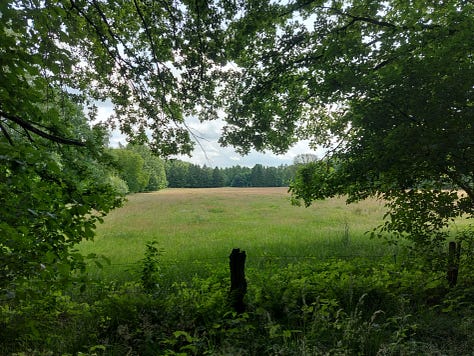 Forest and moorland pictures
