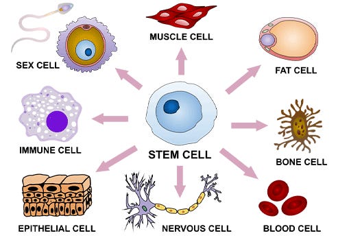 Explore the Different Types of Cells in Human Body - GeeksforGeeks