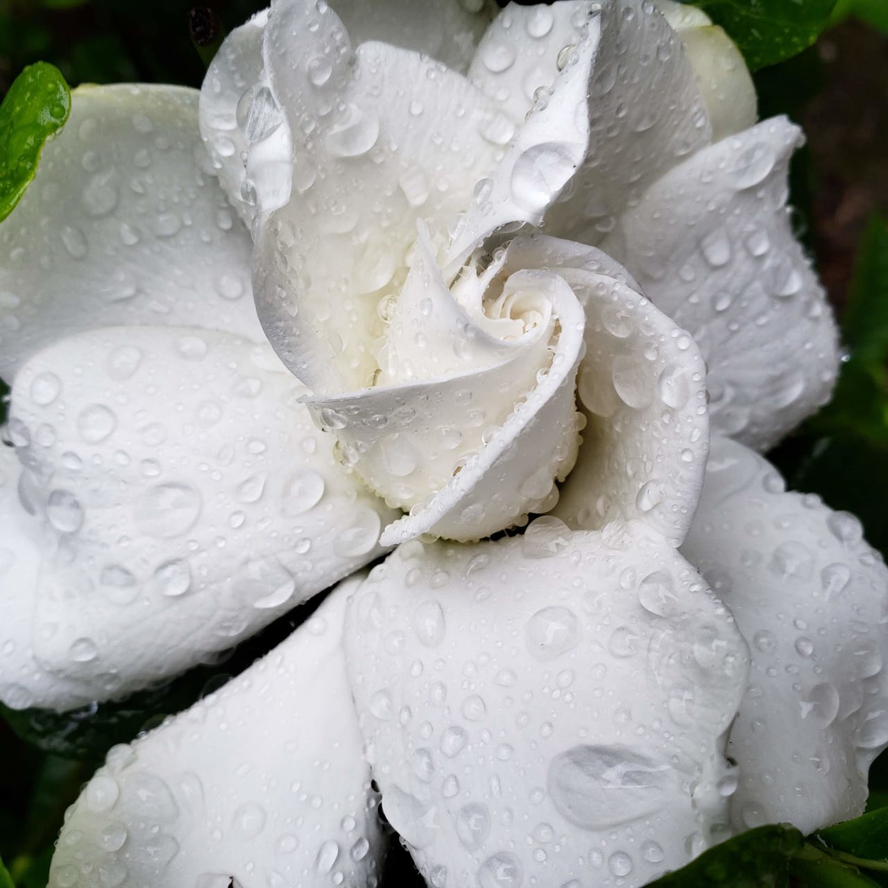 Artwork for The Writings of L.B. Haas