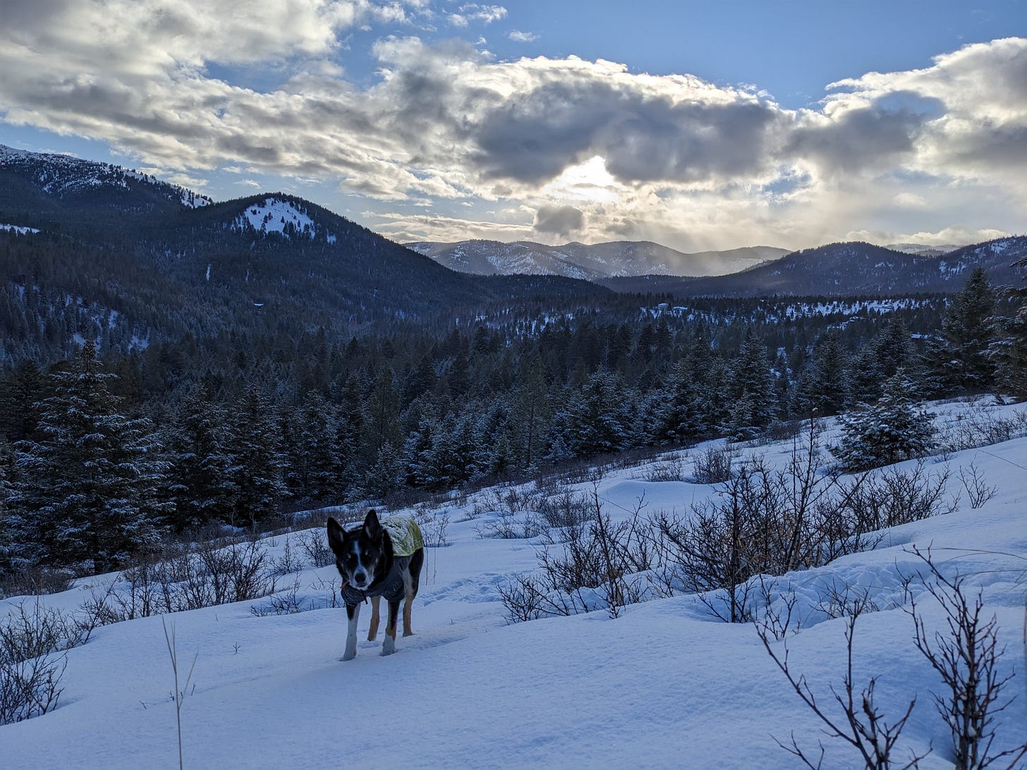 Dog in winter jacket on a snowy slope in early morning