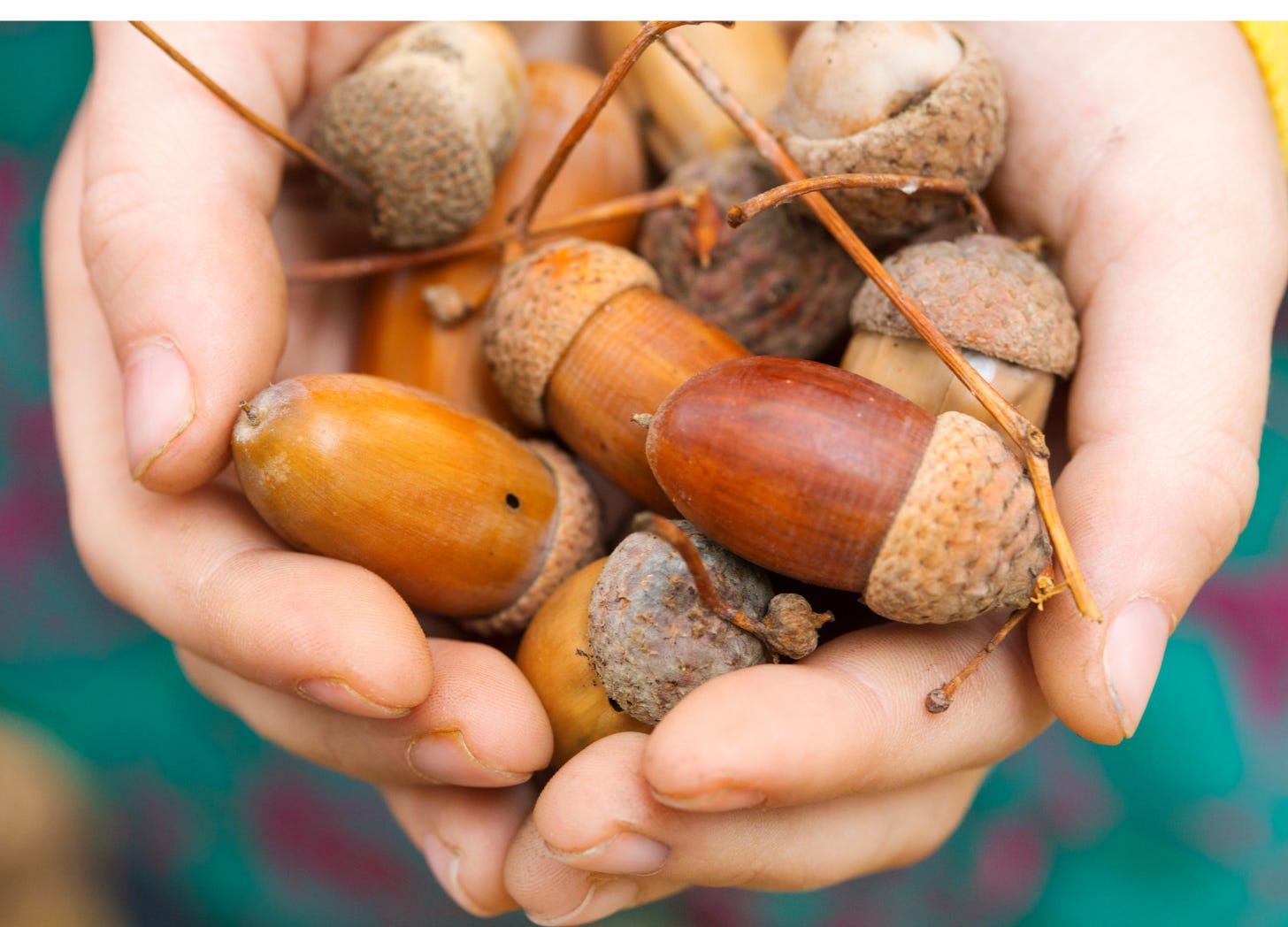 two hands full of acorns