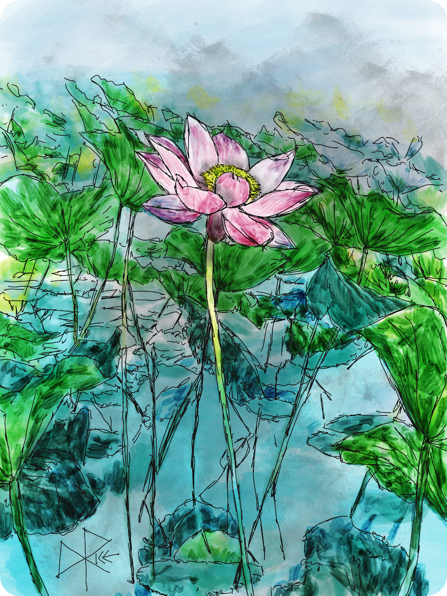 Nelumbo nucifera, a.k.a. lotus flower or water lily, stands in the flood plain. Sketch art by Don Rice. Nelumbo nucifera, a.k.a. lotus flower or water lily, stands in the flood plain. Sketch art by Don Rice.