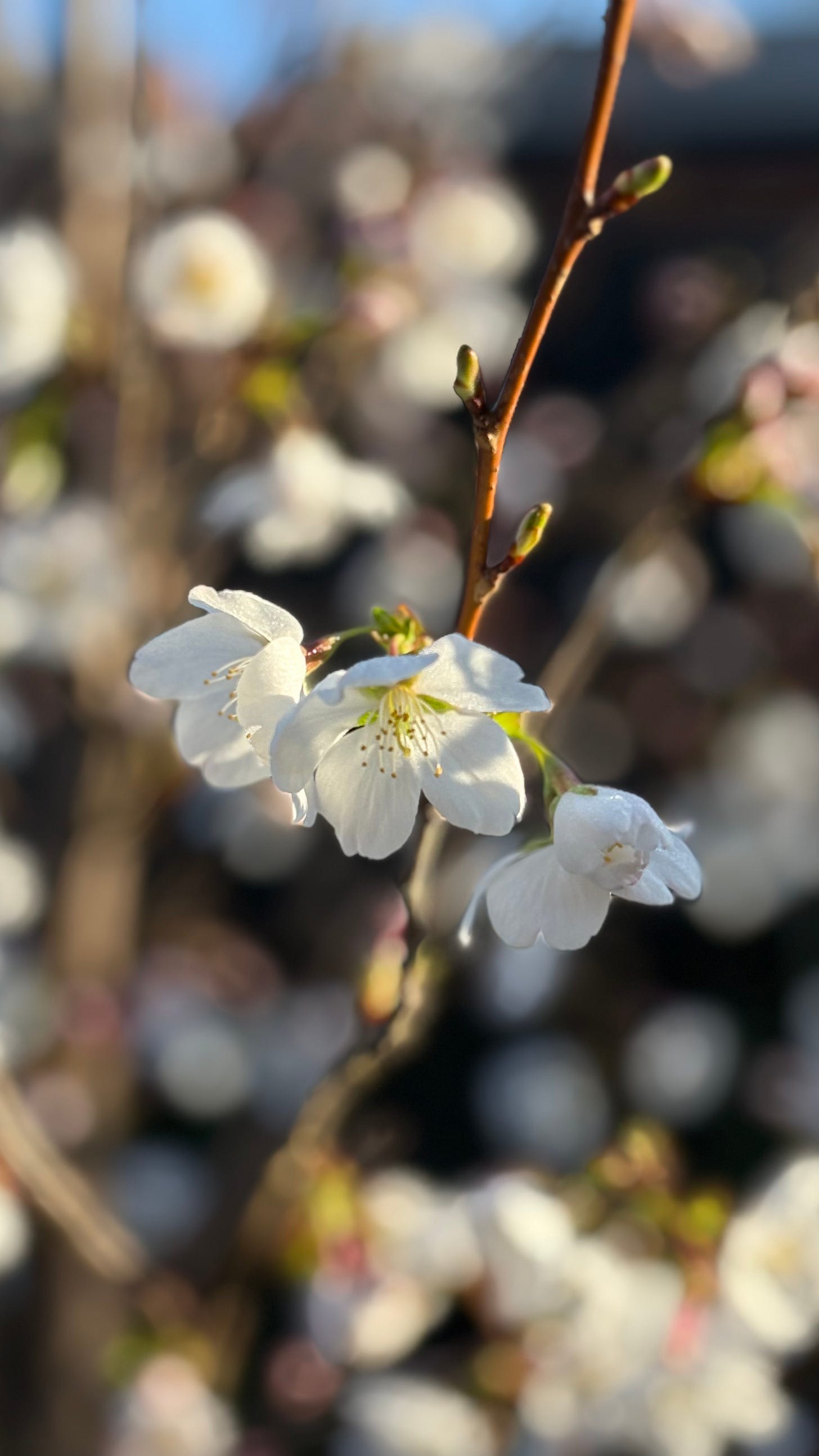White cherry blossom flowers washed in early morning sunlight White cherry blossom flowers washed in early morning sunlight