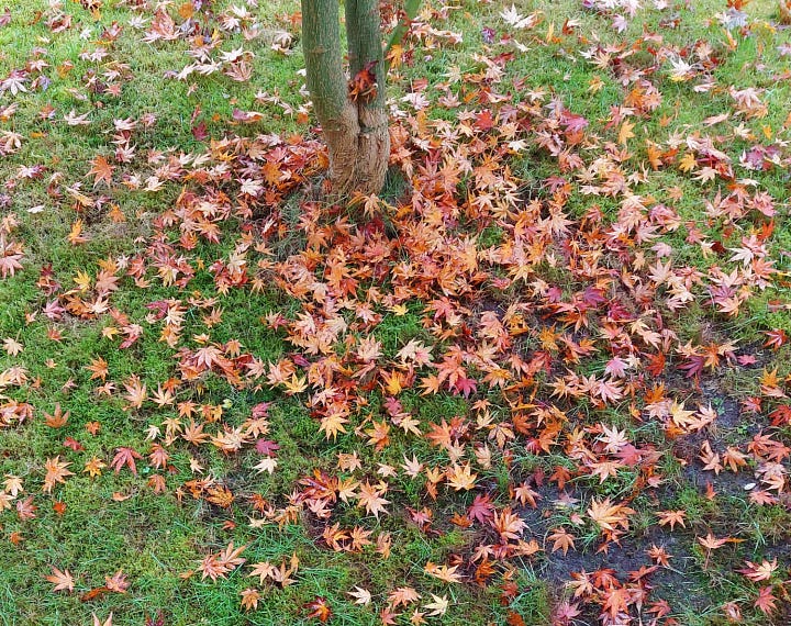 autum grey with brown, red, yellow coloured leaves
