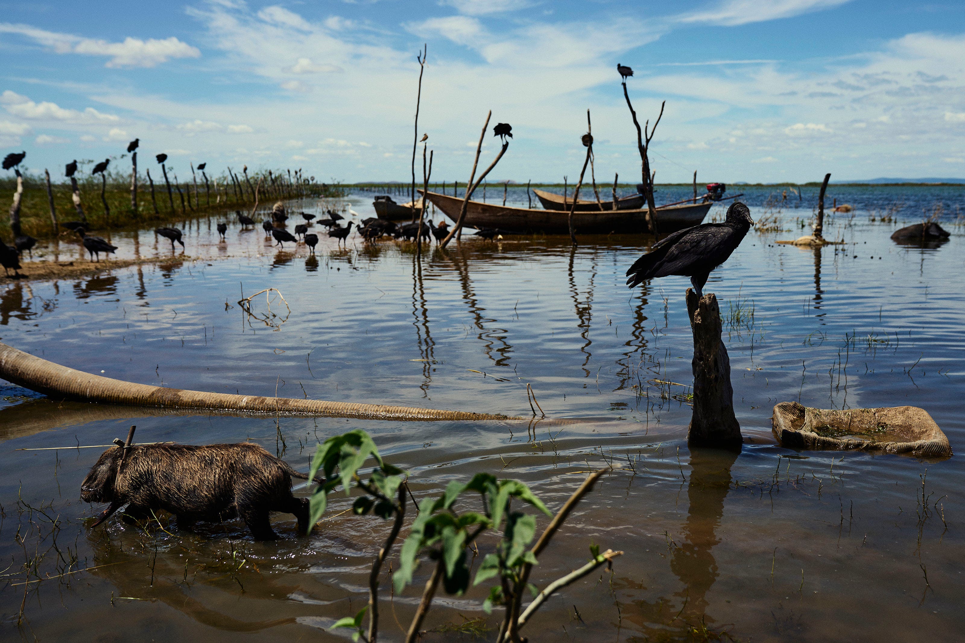 A pig walks in shallow water near the shore, surrounded by sticks, vultures perched on branches, a wooden boat, and scattered debris, under a partly cloudy sky.