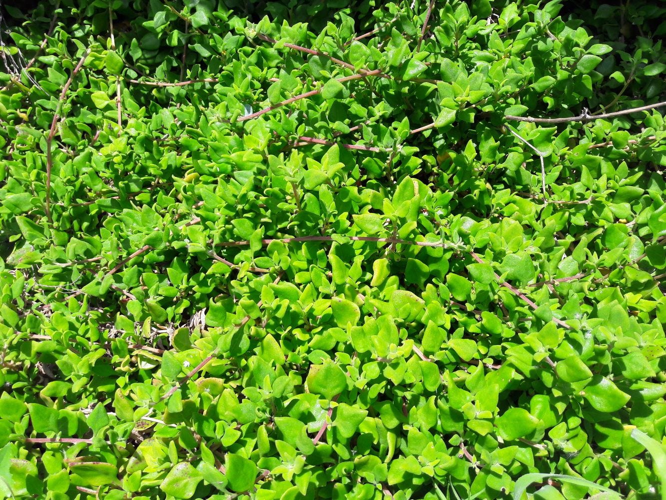Tetragonia implexicoma [plants - Great Ocean Road, VIC, 2022] sml.jpg