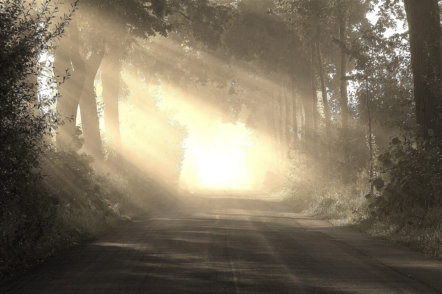  Sunrise in morning mist near Dülmen (Hülstener Straße), North Rhine-Westphalia, Germany (2012)