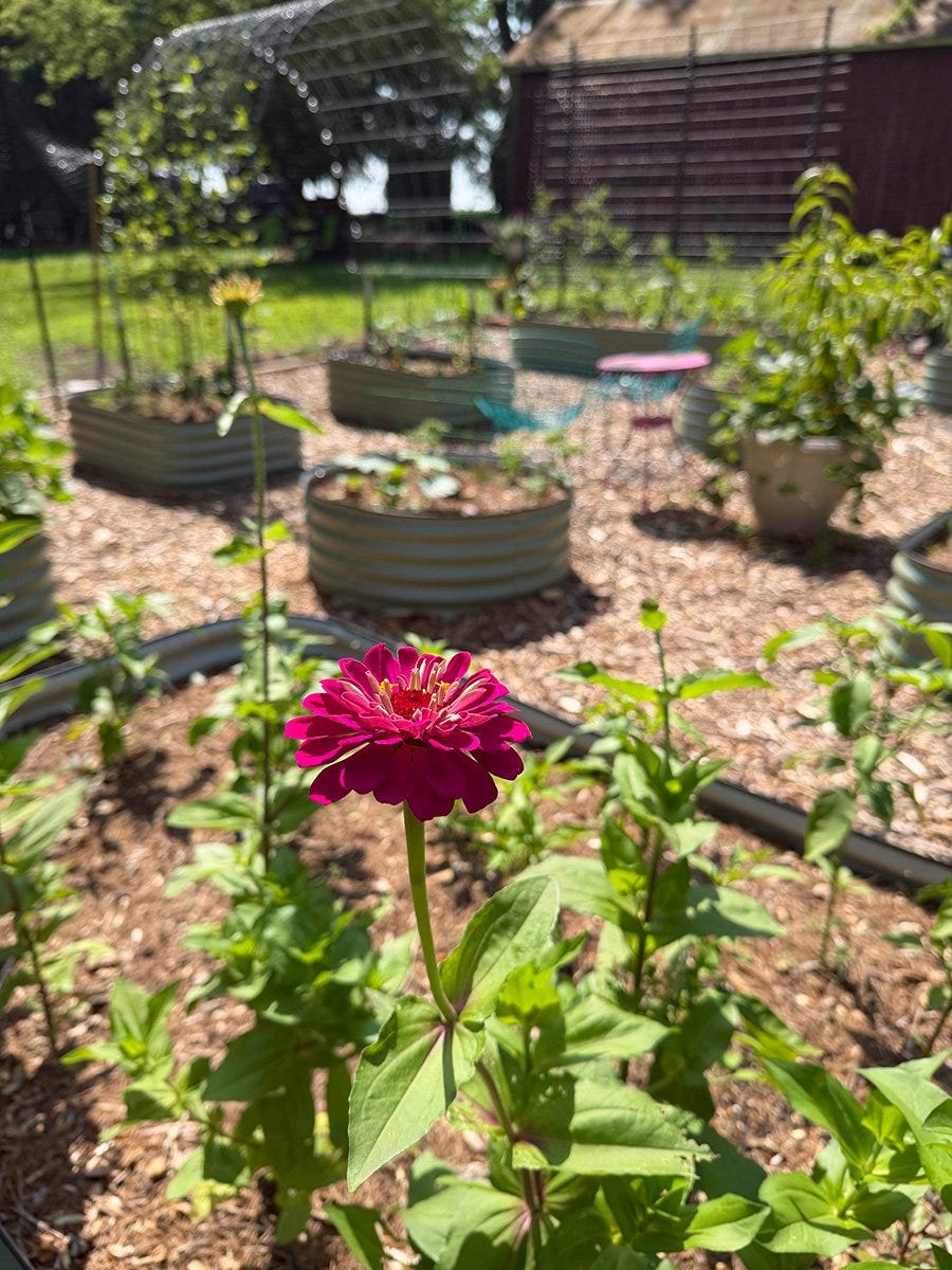 The first zinnia flower in a garden of raised beds