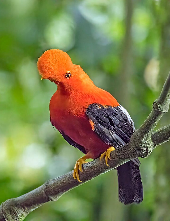 Male and female Andean cock-of-the-rock