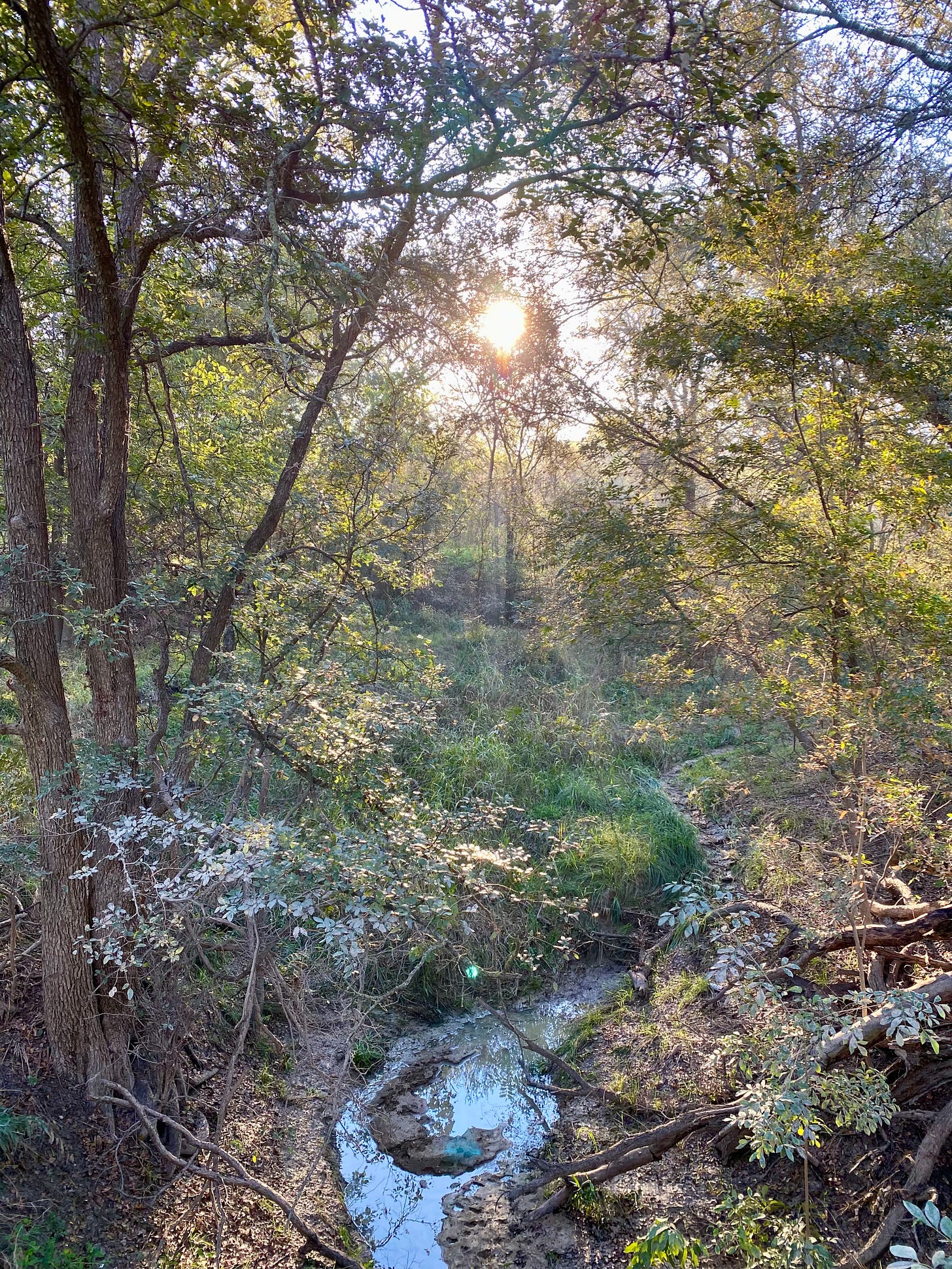 The sun shines brilliantly through a lush forest, illuminating the leaves with its mid-morning rays. A crescent-shaped mud formation in a tiny stream below recalls the moon.