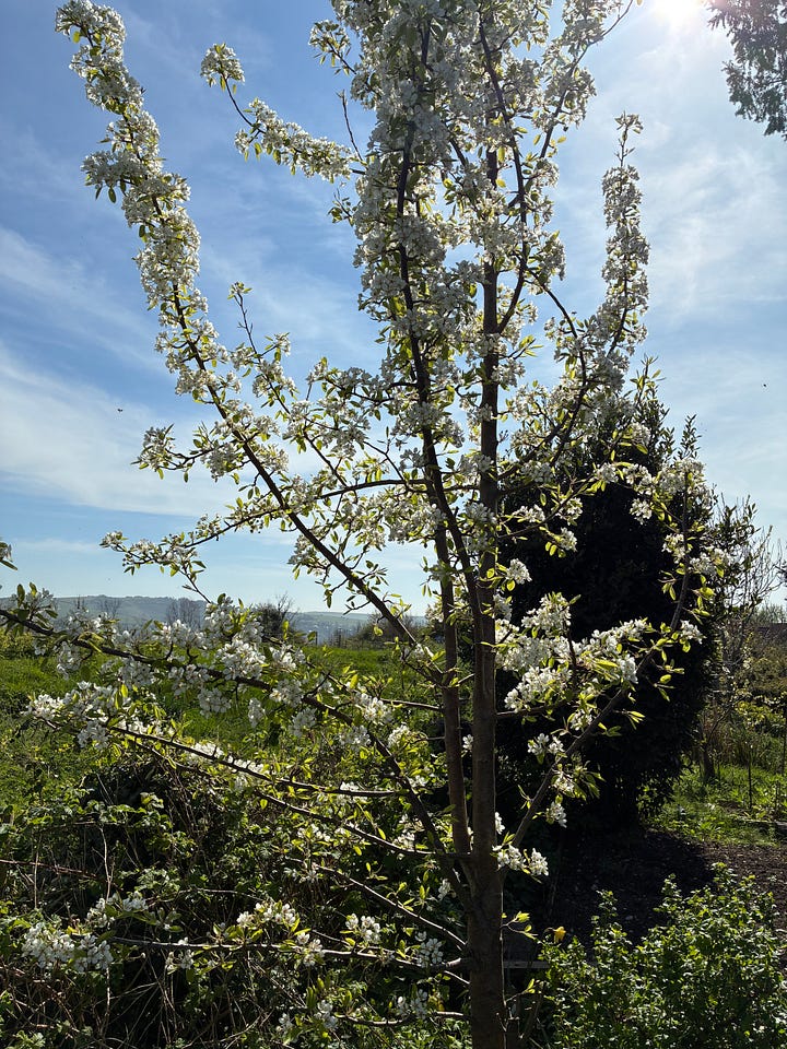 Various pictures of a pear tree in blossom