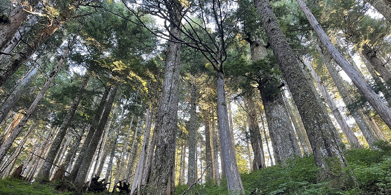 Entering The Cathedral : Our Journey To Hike Into The Heart Of The Ancient Forest Watershed Of Fairy Creek