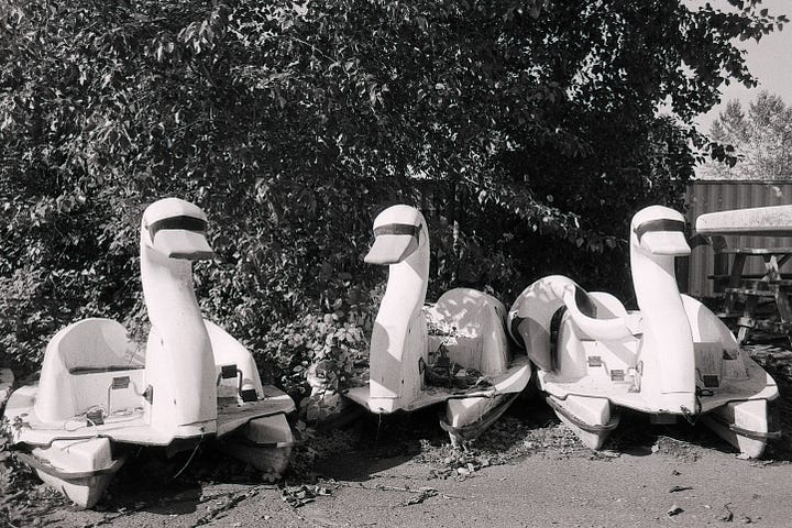 Swan paddle boats on land in front of a wall of shrubs and the final print in a red development tray