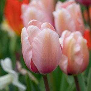 Tulip varieties 