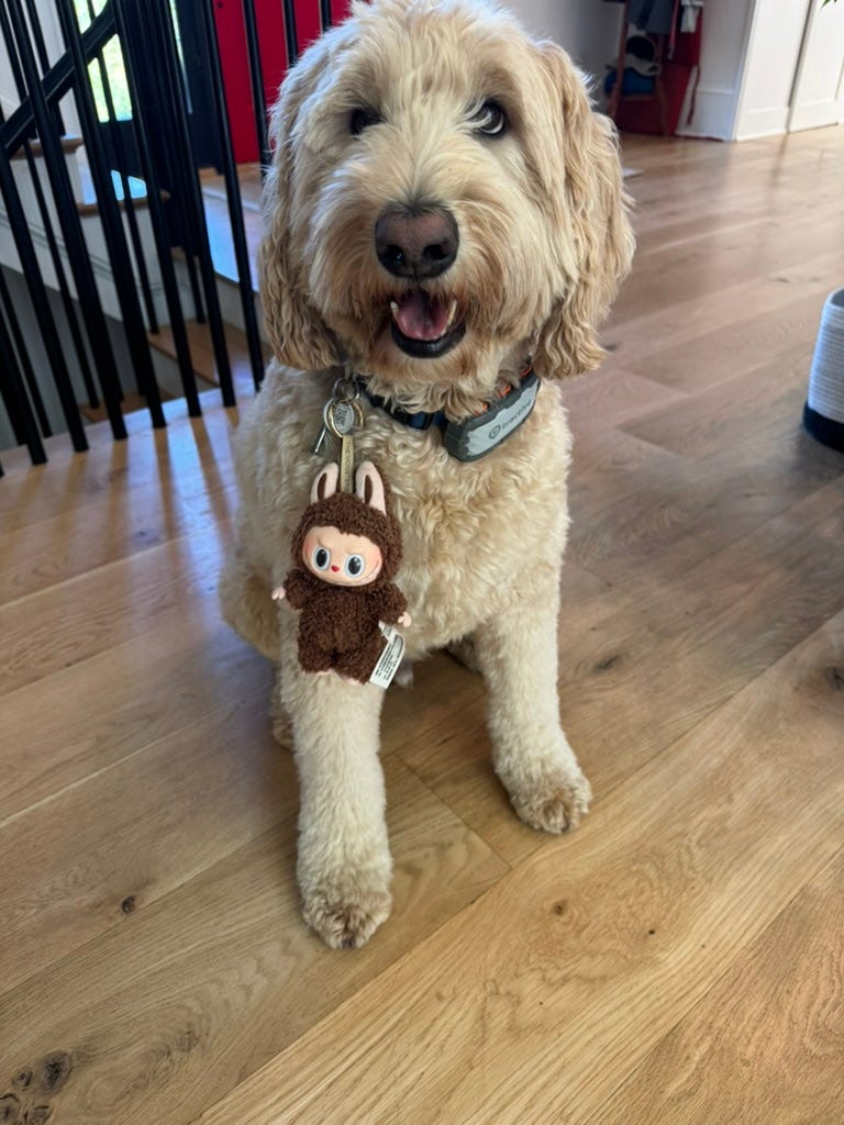 Xi at virtual BRICS; US cognitive warfare; Yi Himan; LeBron James in People's Daily; Asteroid defense