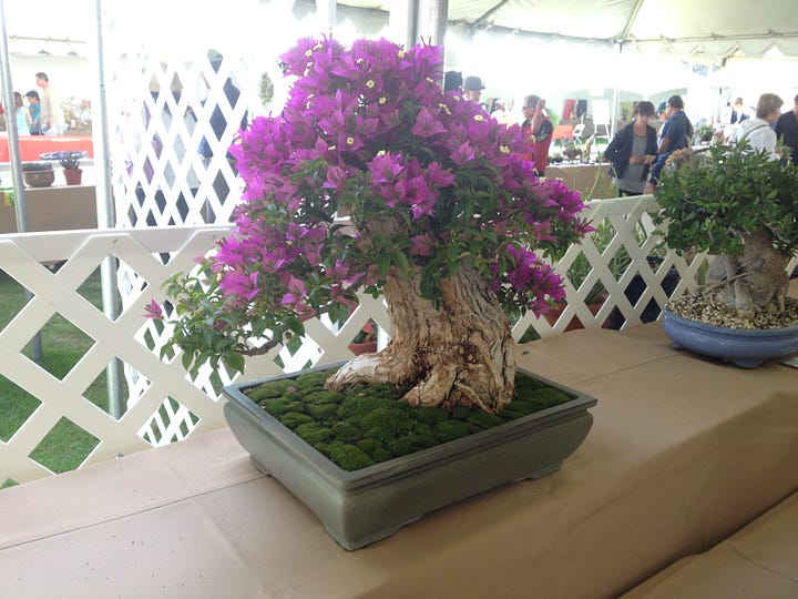 Rose, table design, orchids, bonsai