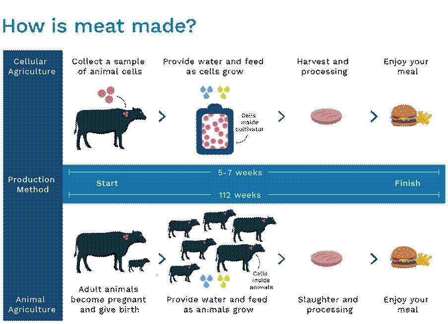 An explanation of meat production methods for conventional meat and lab grown meat