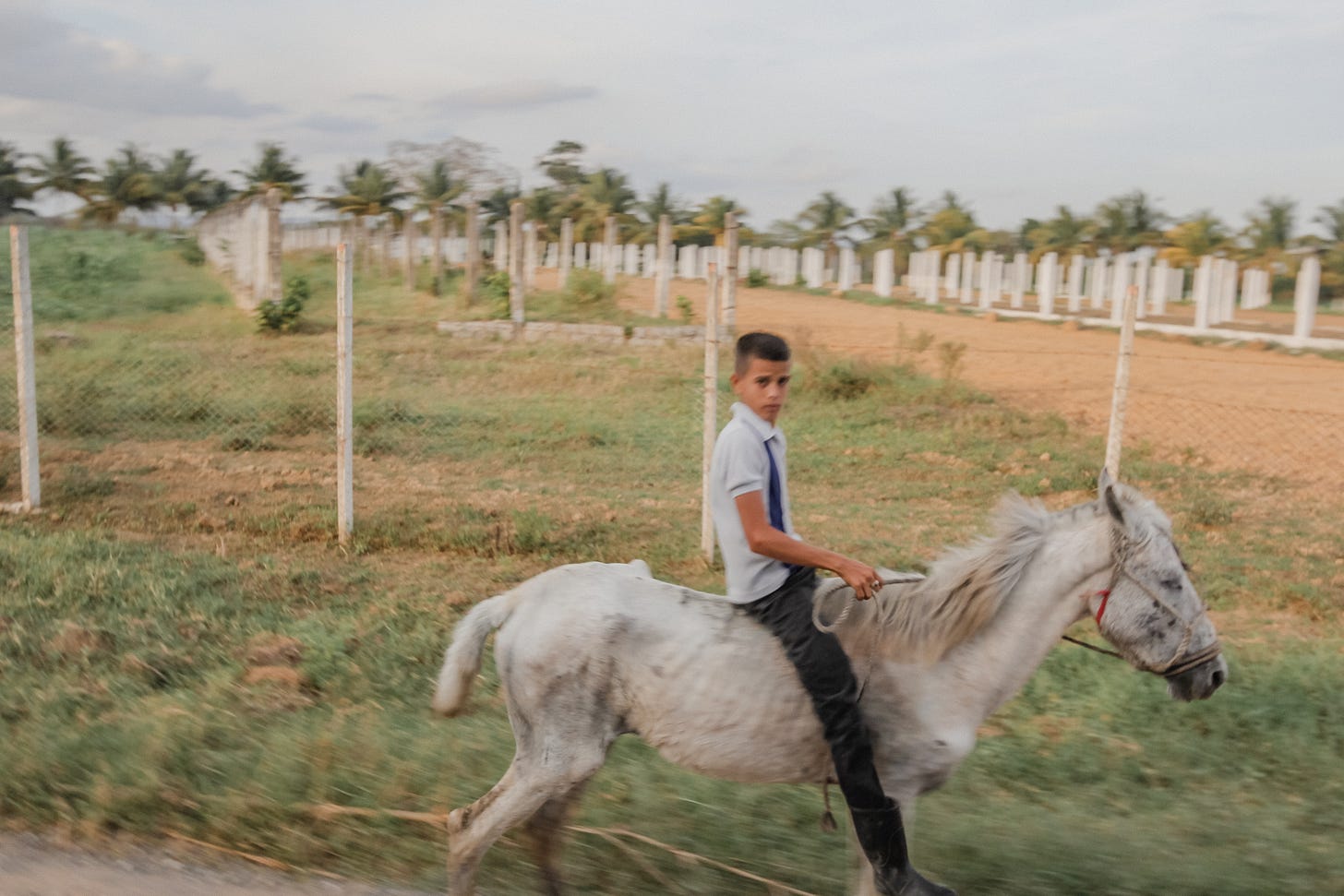 A skinny boy wearing school uniform loosely, riding bareback on a skinny white horse with a single rope, with tobacco farms and yellowed grass in the background