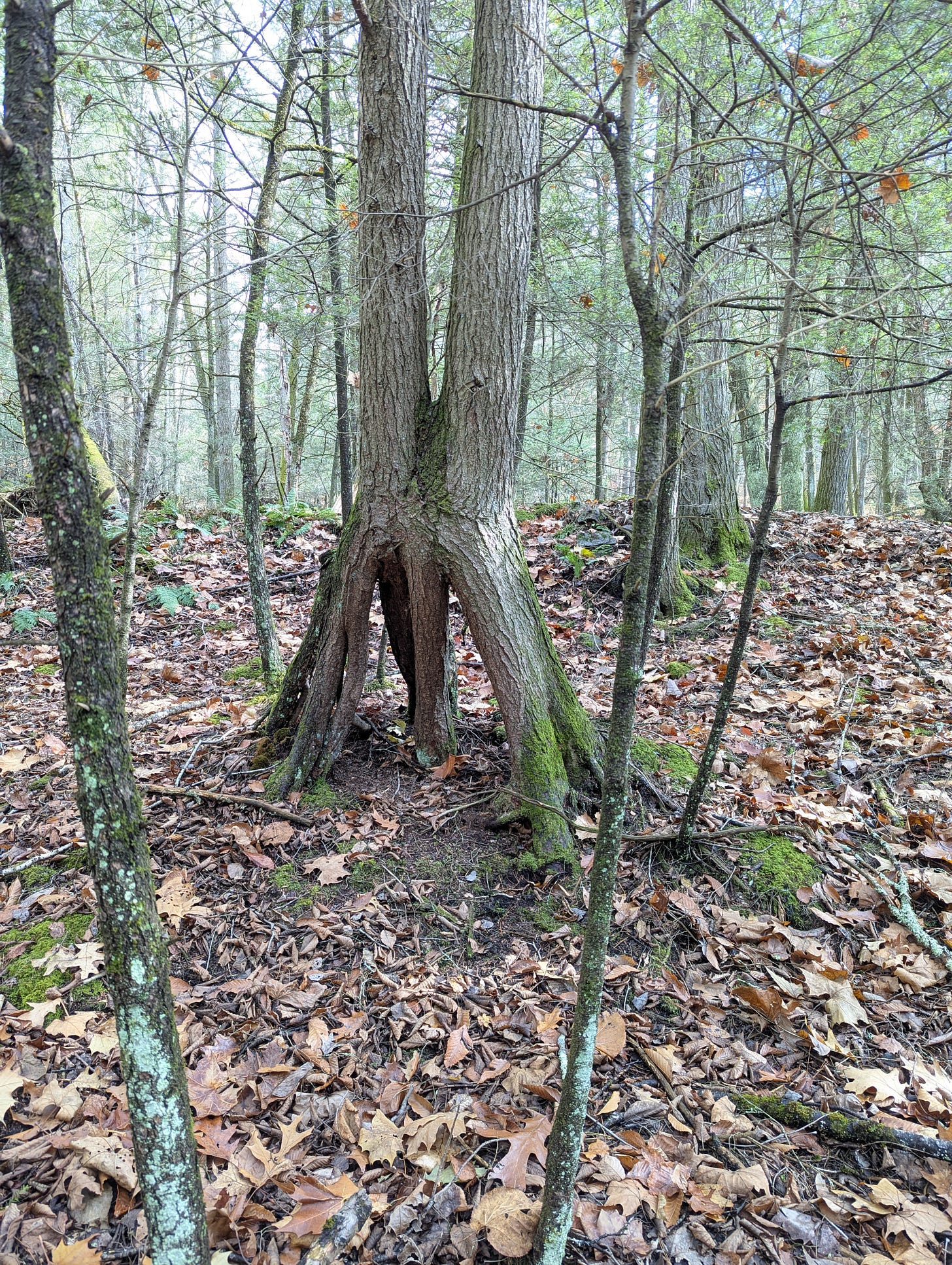 A hemlock with twin trunks and a structure of multiple roots rising three feet off the ground in a forest