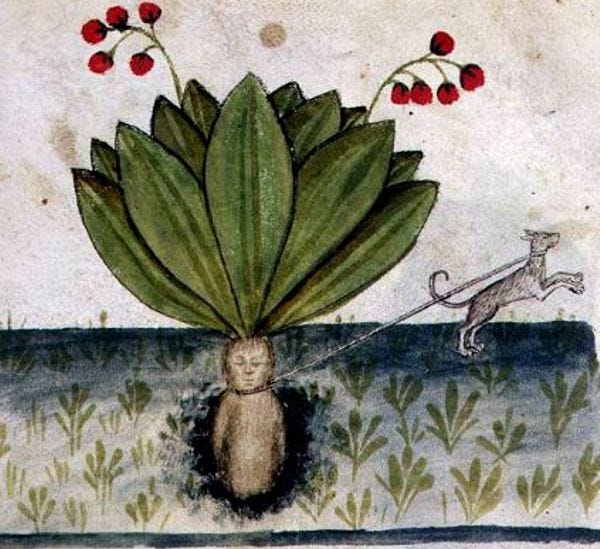 This may contain: an image of a plant with red berries on it and a cat in the background