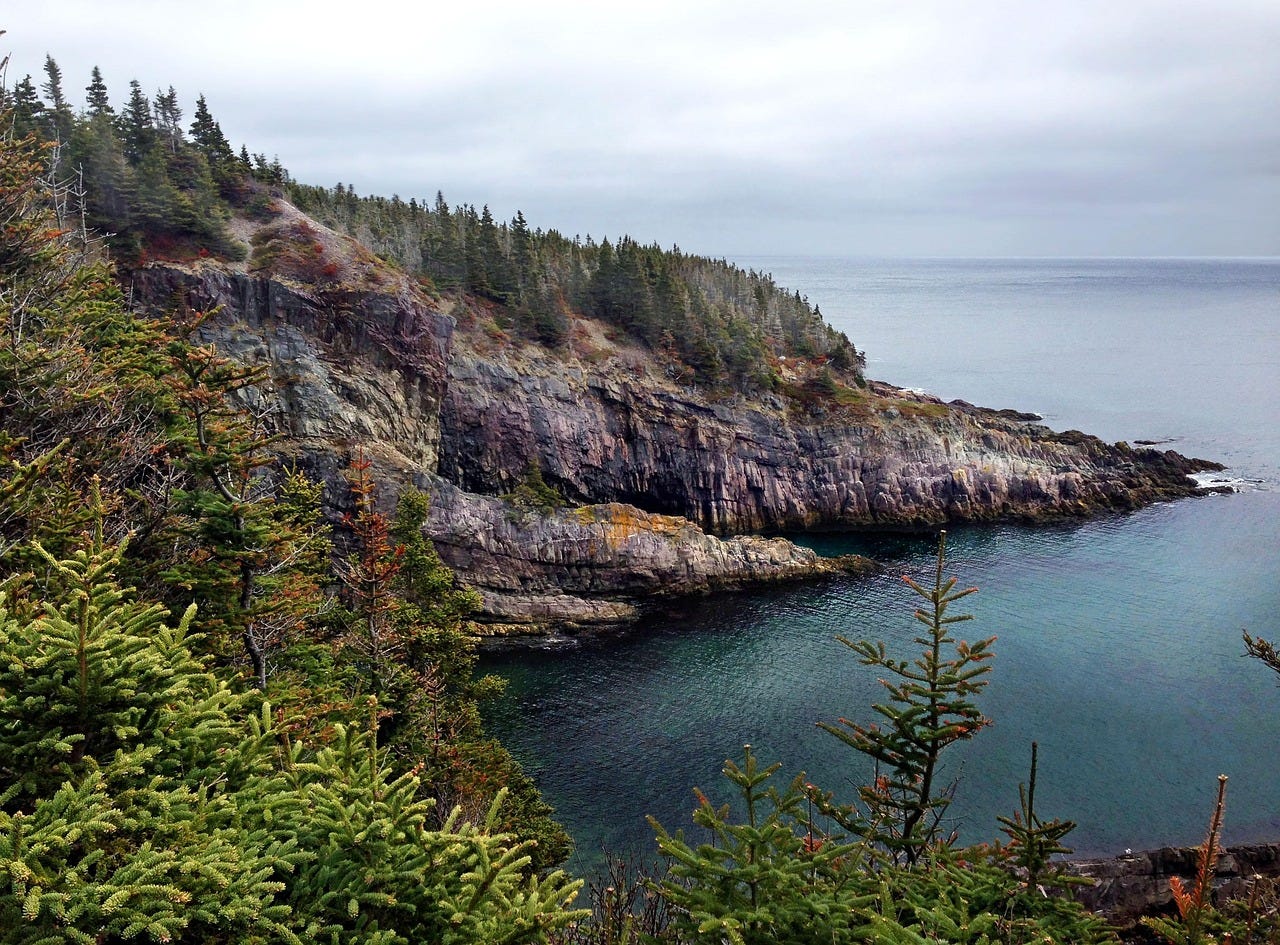 Trees on thin, rocky soil in Newfoundland, Canada Trees on thin, rocky soil in Newfoundland, Canada