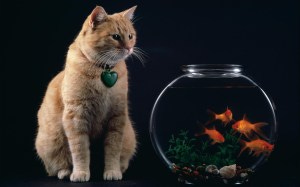 Temptation_-_Cat_and_Goldfish_Bowl
