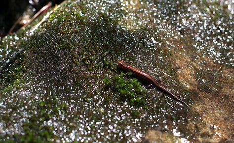 Three photos depicting a salamander, a caterpillar, and the hilltop view of Kumbrabow State Forest.