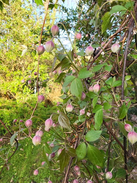 Six pictures showing cherry blossom, plants with dead leaves and new growth, first leaves from newly planted trees, and flowers on shrubs