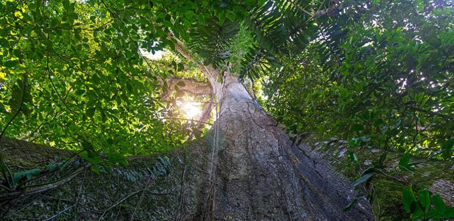 Looking up at the tree canopy from the forest floor