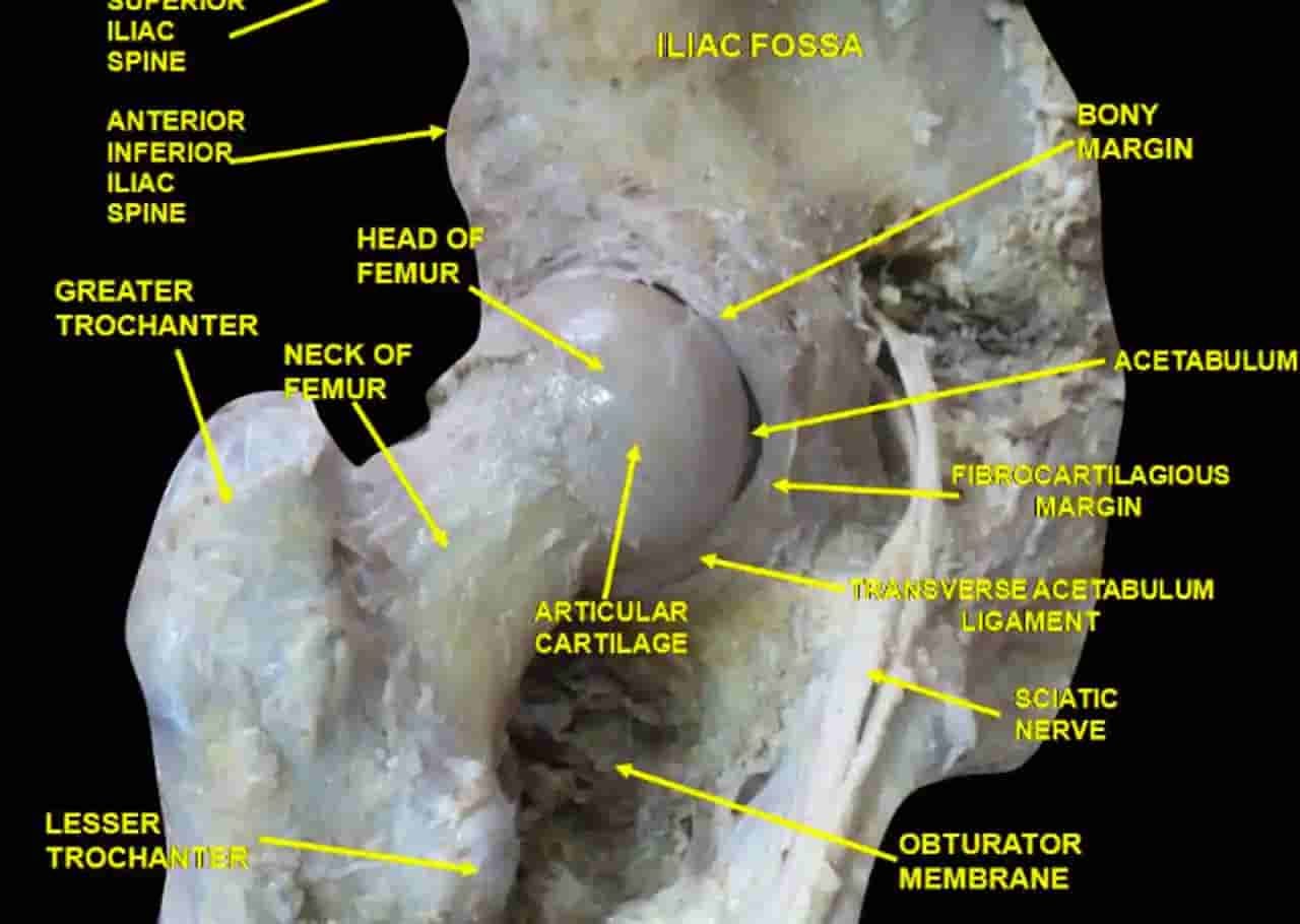 Hip Joint Anatomy (Pelvifemoral Joint) - Brookbush Institute