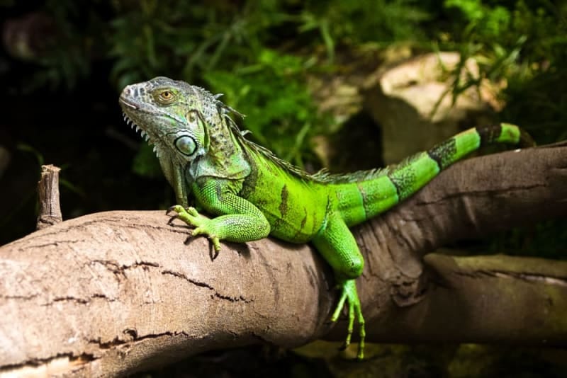 Iguana as a Pet: What You Should Know | Jackson Vet Iguana as a Pet: What You Should Know | Jackson Vet