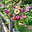Kate | Garden in the Valley's avatar