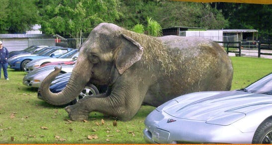 Elephant Among Corvettes at Two Tails Ranch, Williston, Florida