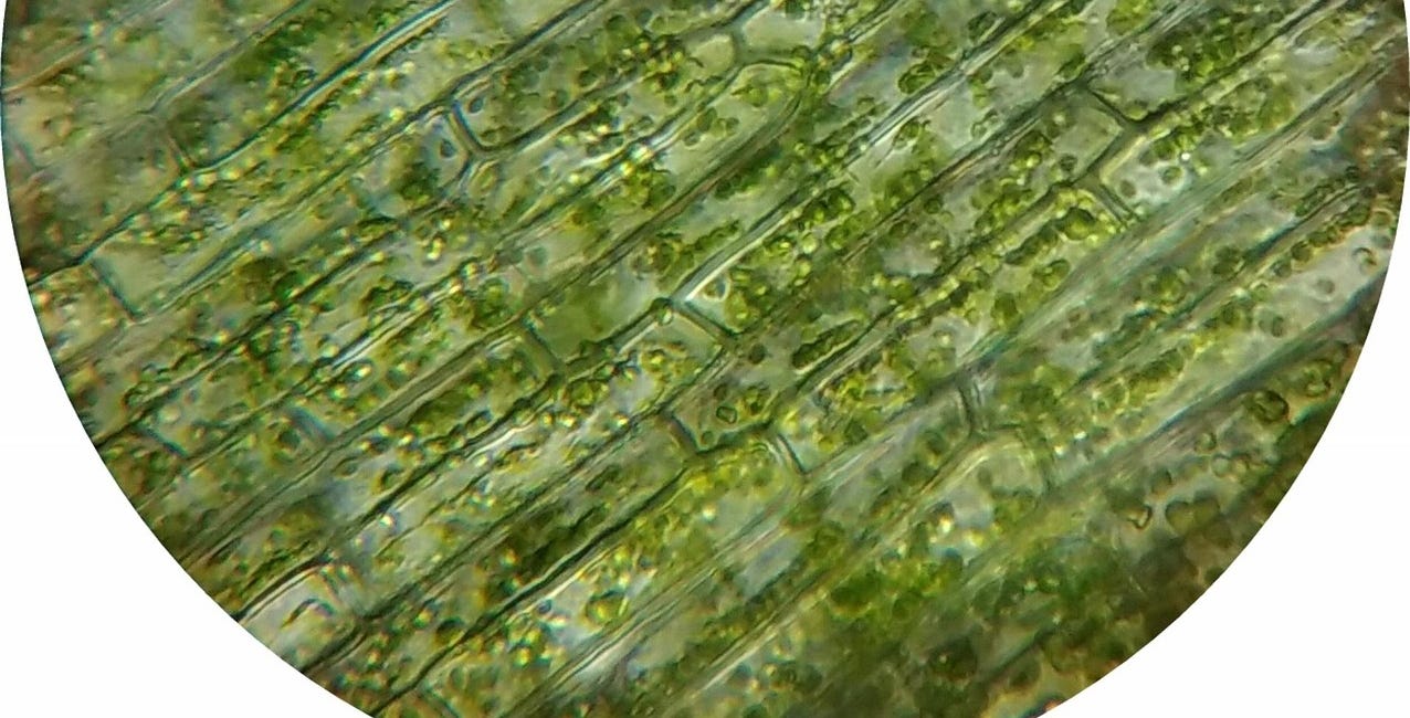 Chapter 10B: Types of Cells