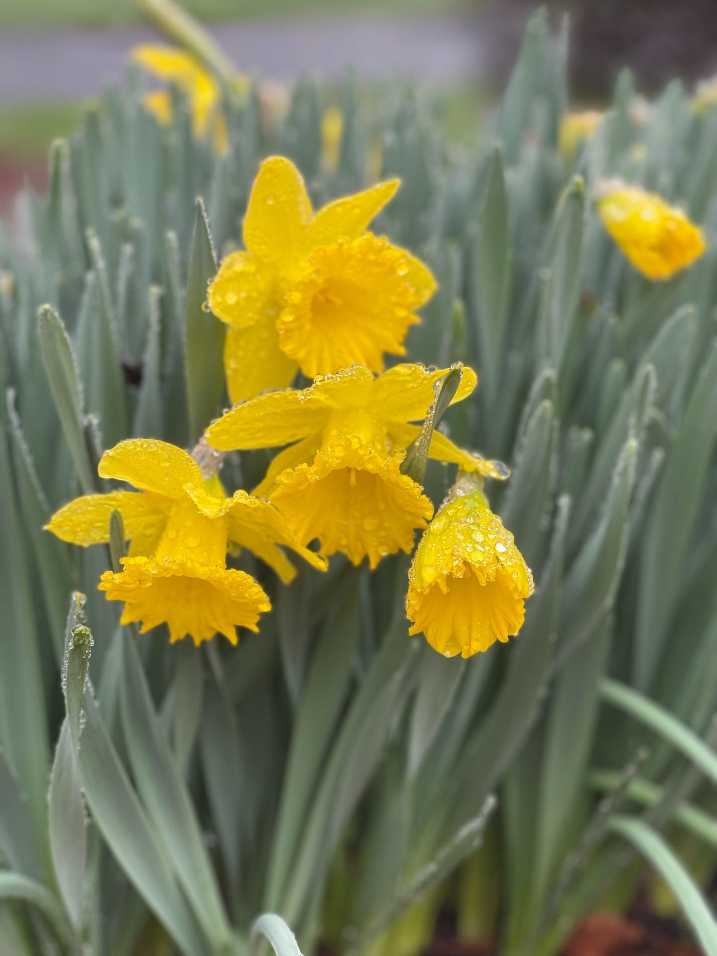 May be an image of daffodil, yellow iris and text