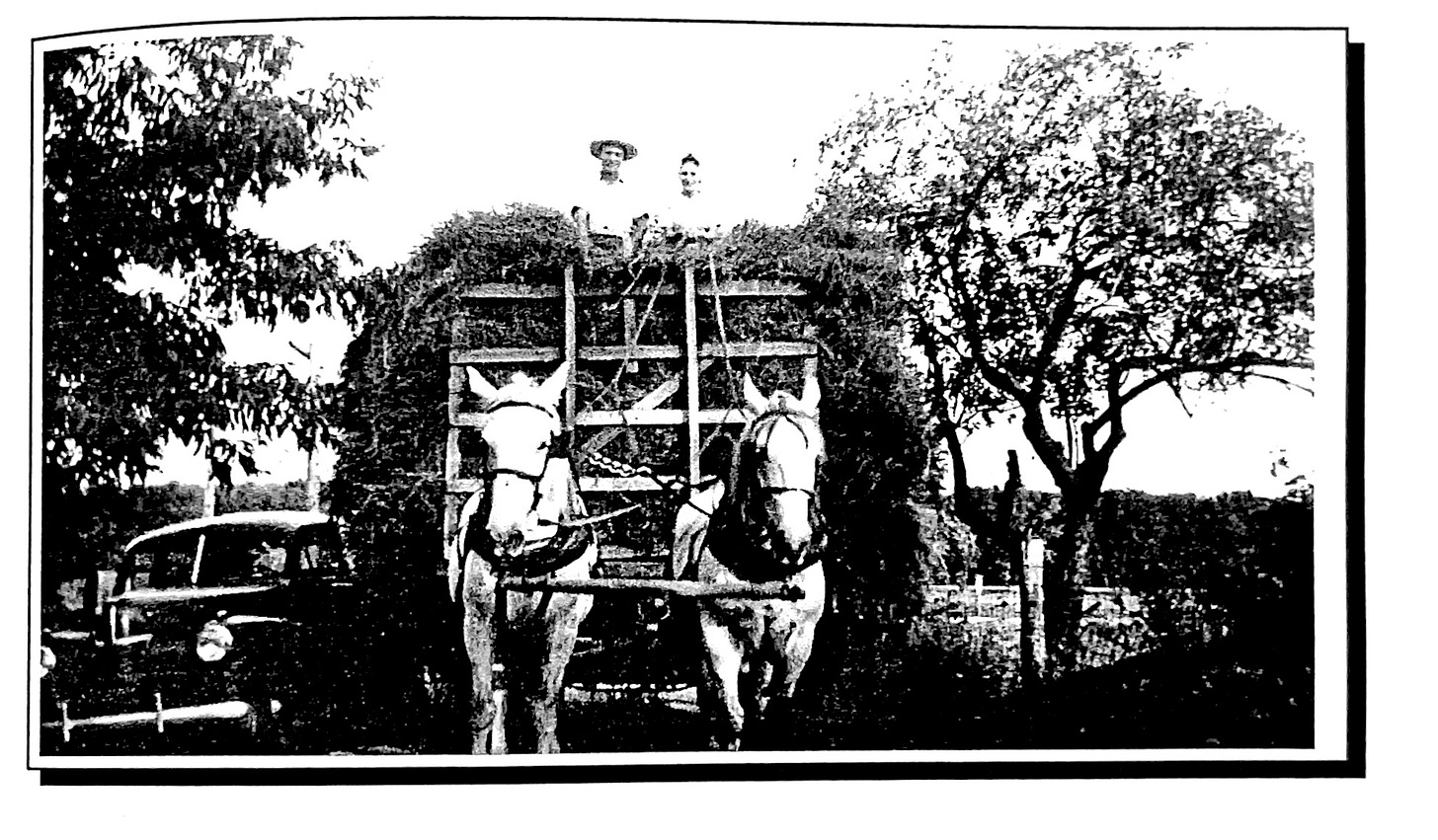 A scan of an old black and white photo of a team of horses pulling a large load of hay with a couple riding on top.