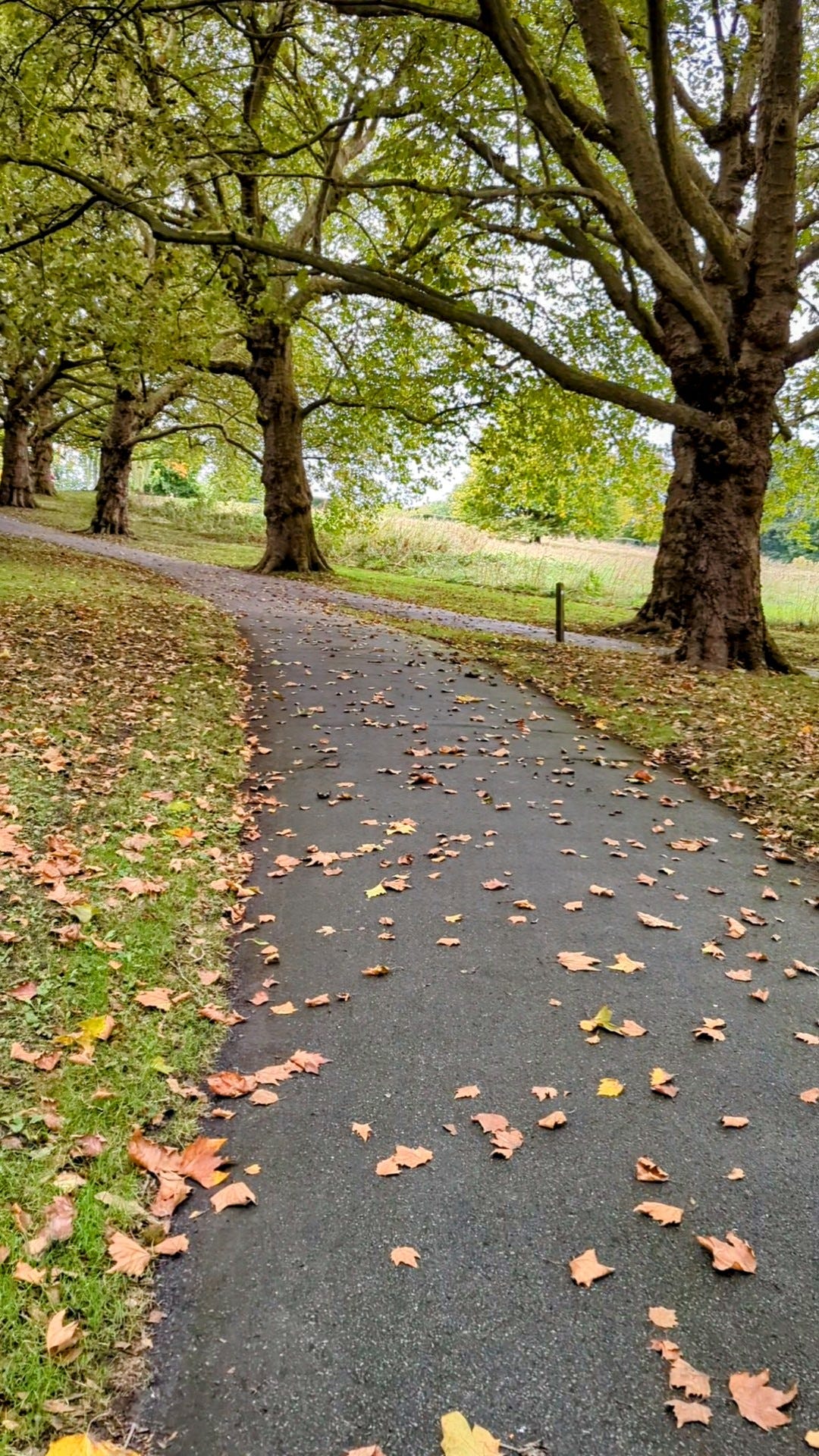 A park path covered with autumn leaves, snaking down, past large oak trees.